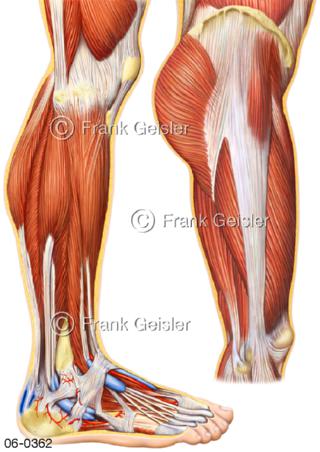 Muskeln Oberschenkel Knie Unterschenkel Fuß