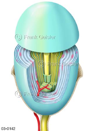 Vater-Pacini-Körperchen der Haut, ein Mechanorezeptor