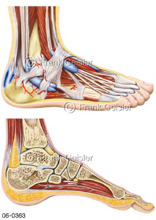 Muskulatur Fuß, Muskeln und Sehnen