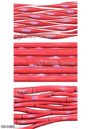 Muskulatur, Muskelgewebe mit Muskelzellen