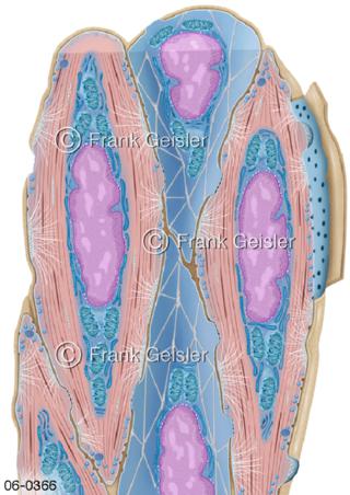 Muskelgewebe, glatte Muskelzellen