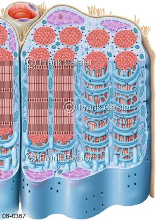 quergestreifte Muskelzellen Skelettmuskulatur