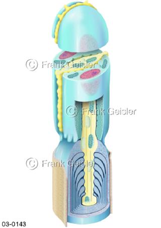 Freies Nervenende der Haut, Thermorezeptor und Schmerzrezeptor