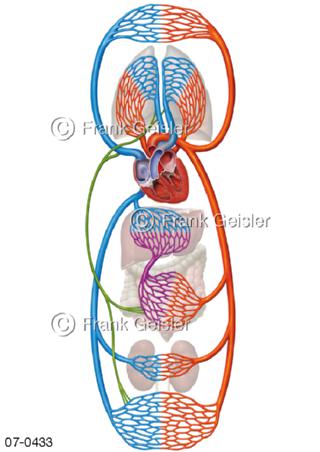 Schema Blutkreislauf Körperkreislauf des Menschen