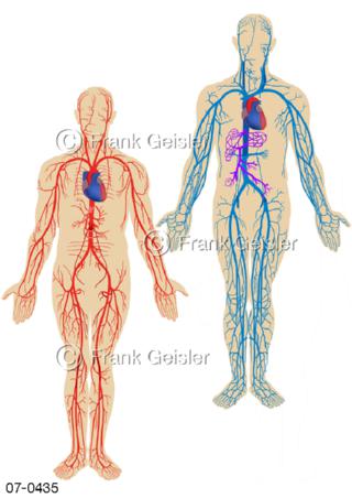 Körperkreislauf, Gefäße Arterien Venen