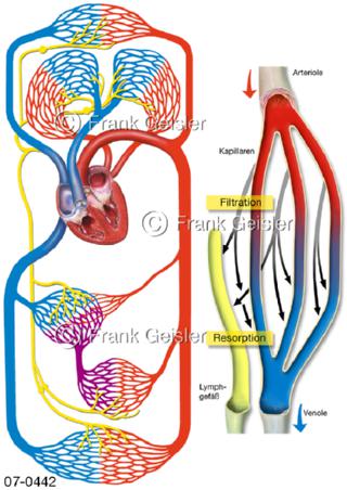 Schema Filtration Resorption Blut