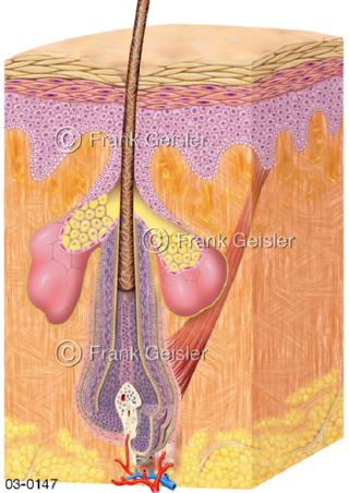 Haut mit Haar, Haarwurzel und Talgdrüse