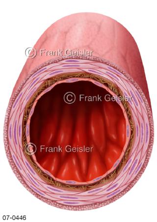 Blutgefäß, Lumen einer Arterie