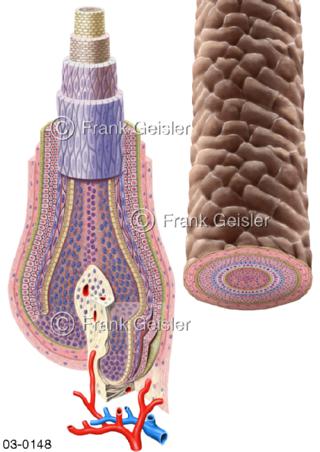 Haar, Haarwurzel mit Wurzelschichten