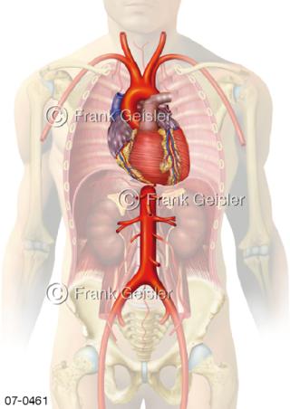 Blutkreislauf, Herz Aorta Arterien im Rumpf