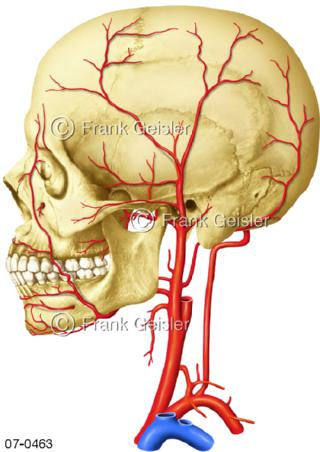 Blutkreislauf Kopf Hals, Arterienäste linksseitig