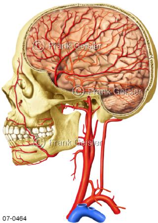Blutkreislauf Arterien Halsschlagader Gehirn Hals