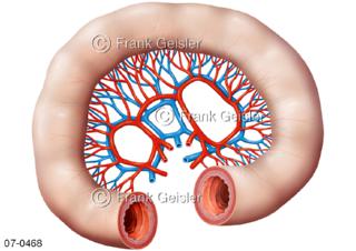 Arterien Venen zum Dünndarm Jejunum Ileum