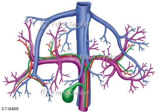  Blutgefäße der Leber mit Pfortader, zentrales Blutgefäß im Bauchraum