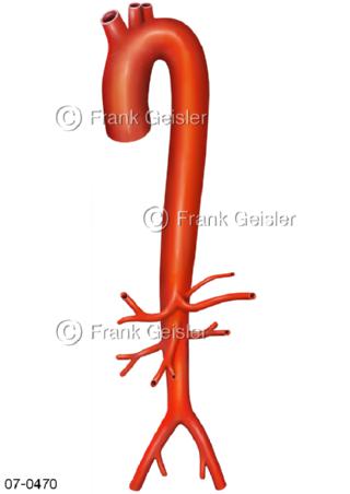 Aorta Schlagader Hauptschlagader