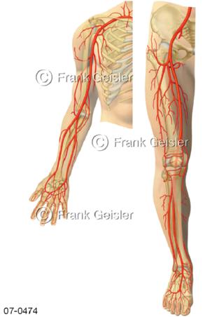 Arterien der Extremitäten Arm und Bein