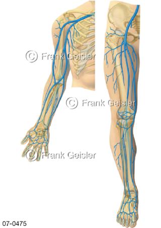 Venen der Extremitäten Arm und Bein