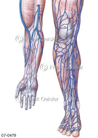 Venen Arm Unterarm, Bein Unterschenkel