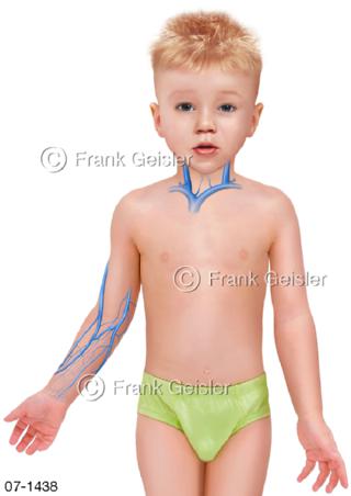 lutgefäße Venen beim Kind Knabe