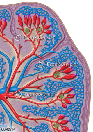 Histologie Blutfilter, Filterorgan Milz