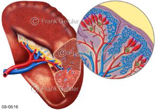 Milz angeschnitten mit histologischem Ausschnitt, größtes lymphatisches Organ, Blut Filterorgan