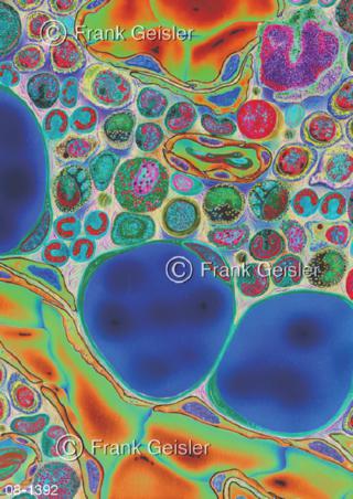 Zellen Knochenmark, Blutzellen in Knochen