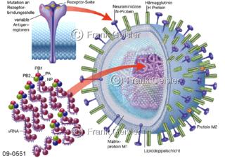 Aufbau Influenzavirus, Grippeviren lösen Erkrankung der Atemwege aus