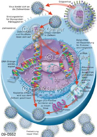 Virus Virusproduktion Virusvermehrung