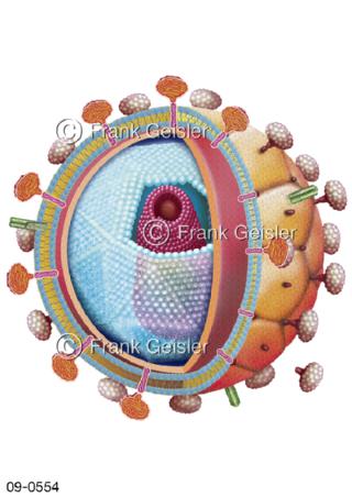 Humane Immundefizienz-Virus HIV ein Retrovirus