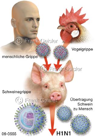 Vogelgrippe Schweinegrippe H1N1-Virus