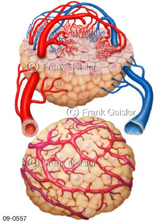 Krebs, Angiogenese Bildung neuer Blutgefäße durch den Tumor