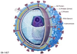 Infektion, FMSE-Virus Erreger Frühsommer Meningoenzephalitis