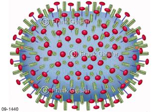 Infektion, Virus H5N1 Erreger der Vogelgrippe, Viruserkrankung der Vögel