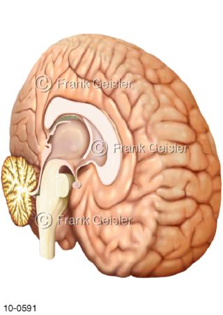 Medianschnitt Gehirn Hirnstamm Kleinhirn