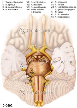 Gehirn, Hirnbasis Hirnstamm mit Nerven