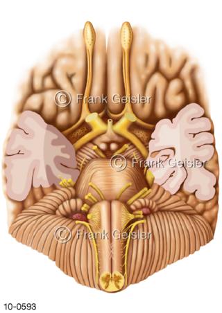 Hirnbasis Gehirn mit Hirnstamm Nerven