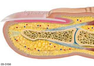 Haut mit Fingernagel, Struktur Nagel am Finger