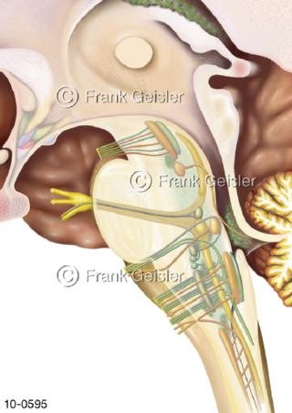 ZNS Gehirn, Hirnstamm Stammhirn mit Kerngebiete