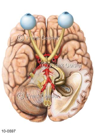Hirnbasis mit Sehnerv Sehbahn Sehrinde