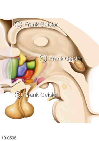 Gehirn, Kerngebiete Hypothalamus, Epiphyse und Hypophyse
