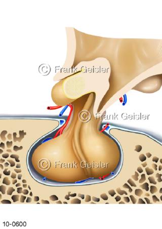 Hypophyse Hirnanhangdrüse