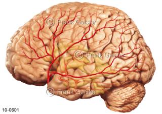 Gehirn mit Hirnventrikel, Lage innere und äußere Arterien
