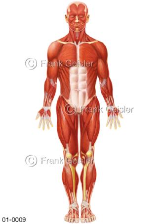 Anatomie Muskulatur beim Mann von ventral