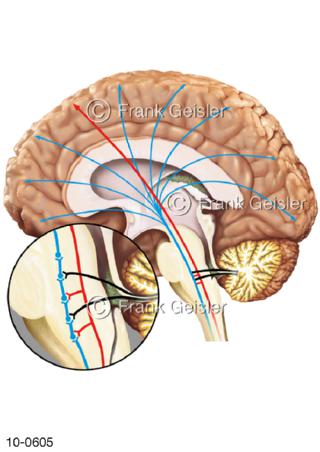 Gehirn, Sensorik Stammhirn Formatio reticularis
