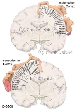 Gehirn, motorischer-sensorischer Kortex Cortex