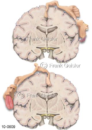 Großhirnrinde, Cortex mit Homunculus