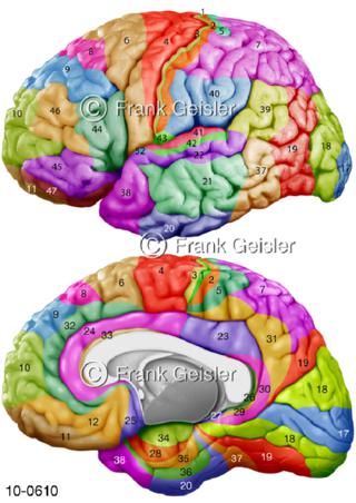 Gehirn, Brodmann-Areale der Großhirnrinde