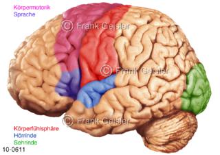 Gehirn, Hirnoberfläche, funktionelle Areale der Hirnrinde