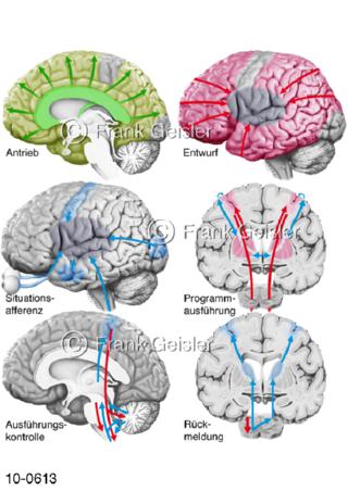 Gehirnleistung, integrative Leistungen