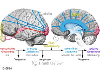 Physiologie Gehirn Gehirnleistung, Gedächtnis Leistungen Informationen speichern
